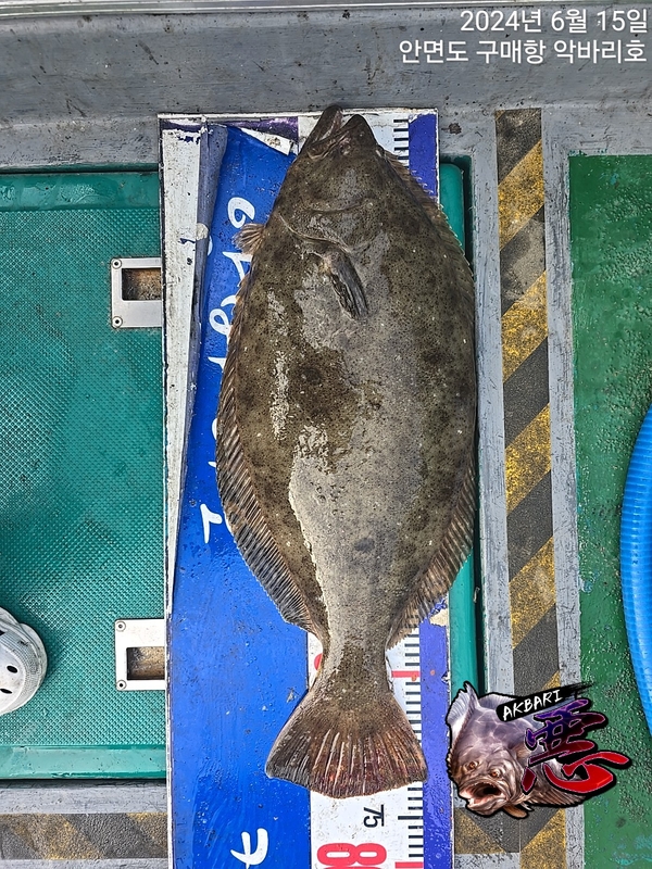 악바리호의 조황일지 이미지 - 10