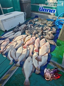 서해 SLJ 지깅 선상낚시로 잡은 물고기 조황