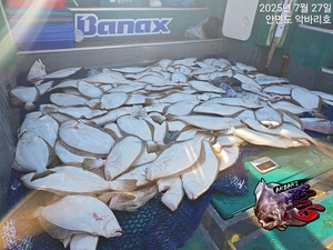 7월 27일 광어다운샷 조황 선상낚시로 잡은 물고기 조황