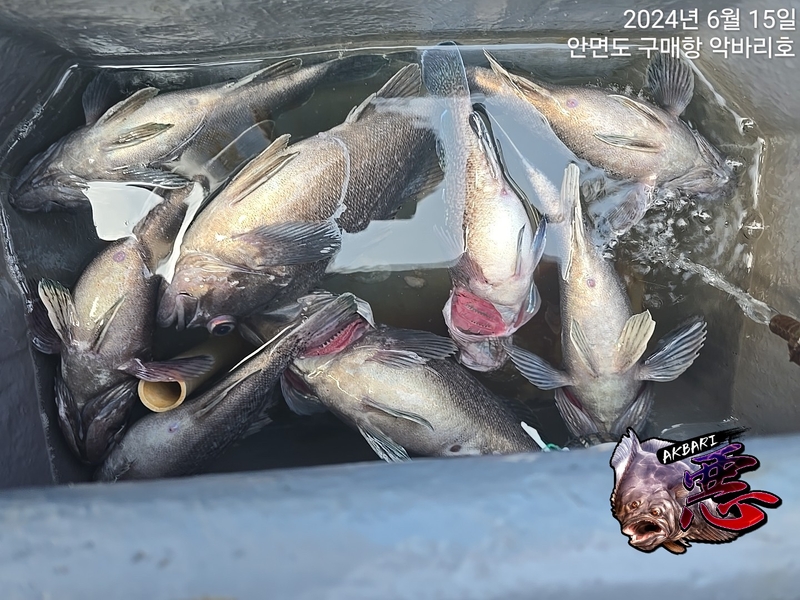 악바리호의 조황일지 이미지 - 18