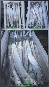 갈치!루어 텐빈 싸이즈 굿굿굿 선상낚시로 잡은 물고기 조황
