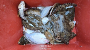 진해 다올피싱. 도다리 조황. 내일 예약가능. 선상낚시로 잡은 물고기 조황