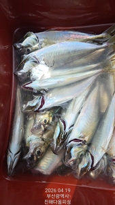 전갱이 선상낚시 조황. 수요일부터 예약가능. 선상낚시로 잡은 물고기 조황