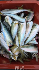 전갱이 선상낚시.  선상낚시로 잡은 물고기 조황