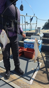 진해 도다리 선상낚시 선상낚시로 잡은 물고기 조황