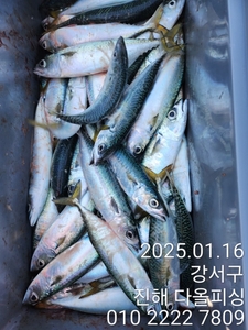 고등어 선상낚시 조황. 주말 예약가능. 선상낚시로 잡은 물고기 조황