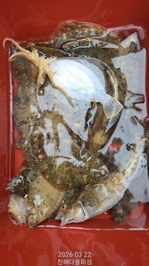 진해 도다리 조황 선상낚시로 잡은 물고기 조황