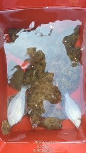 진해 도다리낚시 조황. 내일 예약가능. 선상낚시로 잡은 물고기 조황