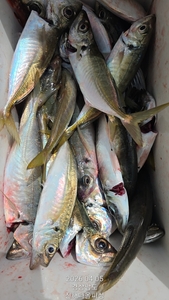 전갱이 선상낚시 선상낚시로 잡은 물고기 조황