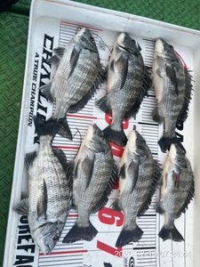 (대박) 47외 4짜들 12수 퍼 담았습니다 낼 예약가능 선상낚시로 잡은 물고기 조황