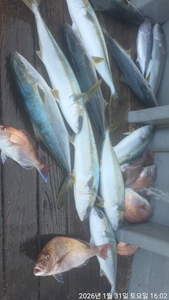 안경섬 본류대 참돔,부시리 흘림 ~주말예약가능 선상낚시로 잡은 물고기 조황