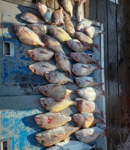 참돔흘림!!대물급참돔시즌 !주말예약가능 선상낚시로 잡은 물고기 조황