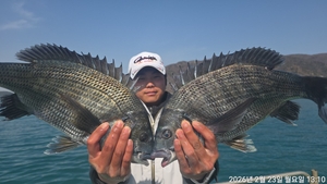 어초,흘림 대물5짜,4짜.4짜 외 마릿수~주말예약가능 선상낚시로 잡은 물고기 조황