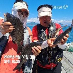 가조도권!!!감성돔덴마..5짜.4짜외마릿수!!예약가능 선상낚시로 잡은 물고기 조황