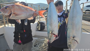 참돔흘림!!대물급참돔~부시리 !주말예약가능 선상낚시로 잡은 물고기 조황