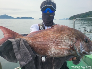 참돔흘림!!7짜.6.짜외터지고!!마릿수 퍽퍽!내일예약가능 선상낚시로 잡은 물고기 조황