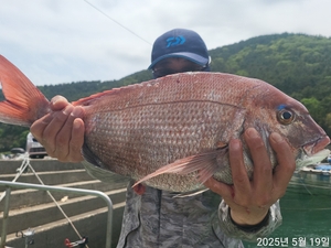 참돔흘림!!대물들다터지고!!6짜.6짜.5짜외!!오늘도마릿수대박!내일예약가 선상낚시로 잡은 물고기 조황