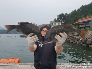 감성돔!!선상흘림 물감성돔 5짜외마릿수 퍽퍽합니다!!내일예약가능 선상낚시로 잡은 물고기 조황