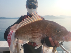 참돔흘림!!7짜.6.짜외 !!마릿수 대박!내일예약가능 선상낚시로 잡은 물고기 조황