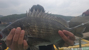 대물5짜,4짜.4짜 외 마릿수~주말예약가능 선상낚시로 잡은 물고기 조황