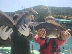 감성돔!!어초!!대물감성돔 5짜외마릿수 퍽퍽합니다!! 선상낚시로 잡은 물고기 조황