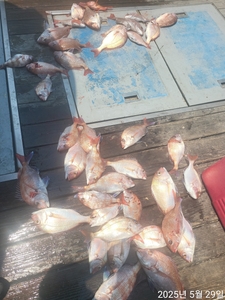 참돔흘림!!대물들터지고도!!오늘도 마릿수퍽퍽!내일예약가능 선상낚시로 잡은 물고기 조황