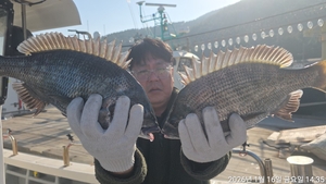 대물감성돔,참돔 마릿수~내일예약가능 선상낚시로 잡은 물고기 조황