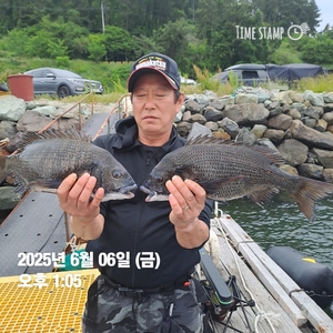 가조도권 !!!!감성돔덴마..5짜.4짜외 마릿수 많네요!!예약가능 선상낚시로 잡은 물고기 조황