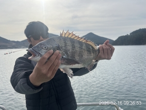 대물 5짜,4짜,4짜,4짜외 연일 마릿수 대박 조황 내일 예약가능 선상낚시로 잡은 물고기 조황