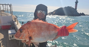 안경섬.홍도 본류대 참돔,부시리 흘림 ~주말예약가능 선상낚시로 잡은 물고기 조황