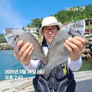 가조도권!!!감성돔덴마..5짜.4짜외마릿수!!예약가능 선상낚시로 잡은 물고기 조황