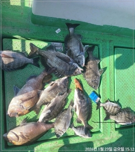 대물감성돔,참돔 마릿수~예약가능 선상낚시로 잡은 물고기 조황