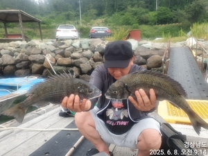 가조도권 !!!!감성돔덴마..5짜.4짜외 마릿수 많네요!!예약가능 선상낚시로 잡은 물고기 조황