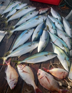 안경섬~홍도 본류대 참돔,부시리 흘림 ~일요일예약가능 선상낚시로 잡은 물고기 조황