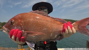 참돔흘림!!대물급참돔시즌 !예약가능 선상낚시로 잡은 물고기 조황