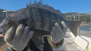 대물감성돔,참돔 ~마릿수~!! 내일출항 예약가능 선상낚시로 잡은 물고기 조황