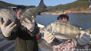 어초,대물감성돔 5짜,4짜외 마릿수~내일예약가능 선상낚시로 잡은 물고기 조황