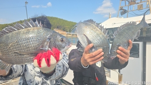 어초, 대물5짜,4짜.4짜 외 마릿수~주말예약가능 선상낚시로 잡은 물고기 조황