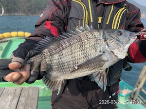 어초, 대물5짜,4짜.4짜 외 마릿수~내일예약가능 선상낚시로 잡은 물고기 조황