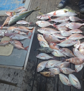 안경섬~홍도 본류대 참돔,부시리 흘림 ~내일예약가능 선상낚시로 잡은 물고기 조황
