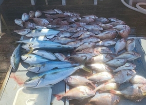 안경섬~홍도 본류대 참돔,부시리 흘림 ~예약가능 선상낚시로 잡은 물고기 조황