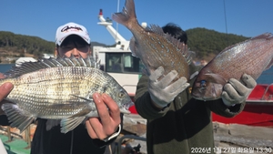 (흘림)어초,여밭 감성돔 참돔 조황입니다 선상낚시로 잡은 물고기 조황