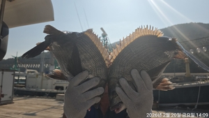 어초, 대물5짜,4짜.4짜 외 마릿수~내일예약가능 선상낚시로 잡은 물고기 조황