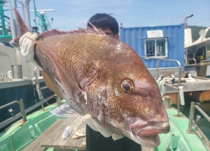 참돔흘림!!대물급참돔시즌 !주말예약가능 선상낚시로 잡은 물고기 조황