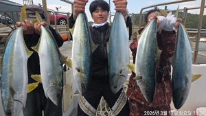 대물 참돔,부시리 흘림 마릿수 ~주말예약가능 선상낚시로 잡은 물고기 조황