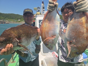 [참돔흘림]빠가8짜7짜.6짜외 대박 ~터지고퍽퍽합니다.!!내일예약가능 선상낚시로 잡은 물고기 조황