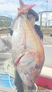 참돔흘림!!참돔 빠가8짜외부시리 올라옵니다~예약가능 선상낚시로 잡은 물고기 조황