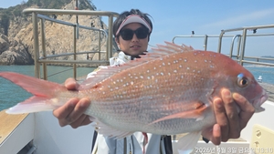 참돔흘림!!대물급참돔시즌 !내일예약가능 선상낚시로 잡은 물고기 조황