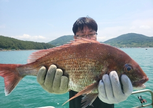 참돔흘림!!대물급참돔시즌 !주말예약가능 선상낚시로 잡은 물고기 조황