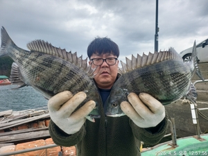 물감성돔!매일5짜.4짜.마릿수!내일예약가능 선상낚시로 잡은 물고기 조황
